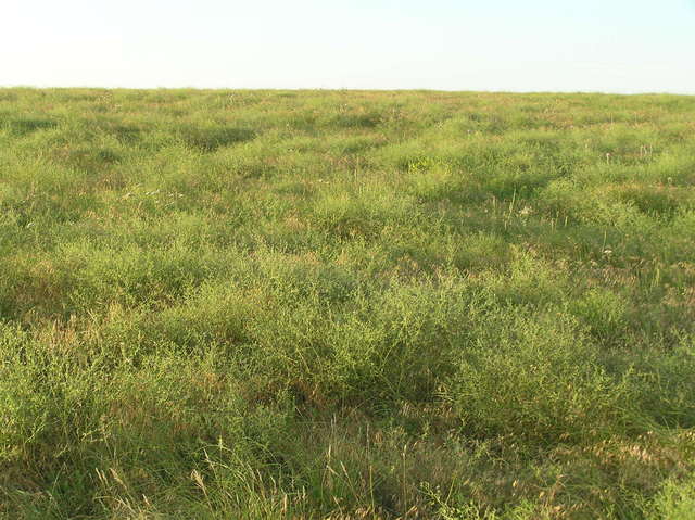 Grassy view to the north from the confluence.