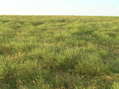 #3: Grassy view to the north from the confluence.