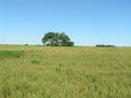 #2: View to the west from the confluence, with birds in flight.