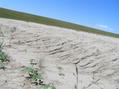 #5: Close-up view of the road, soil, and ground at the confluence, looking west-southwest.