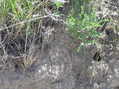 #8: Groundcover at the confluence at the side of the roadway.