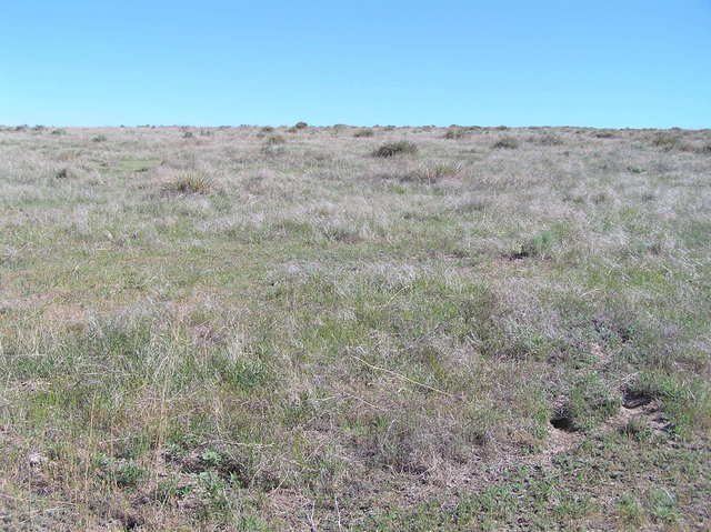 View to the north from the confluence.  The view to the east is nearly identical.