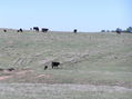 #3: View to the southeast from the confluence.