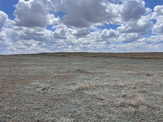 #1: View SW to the confluence in the foreground, cattle in the background