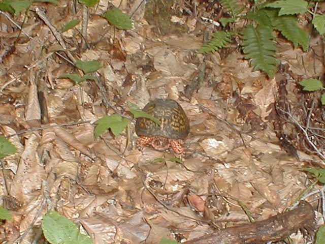 A big hill denizen