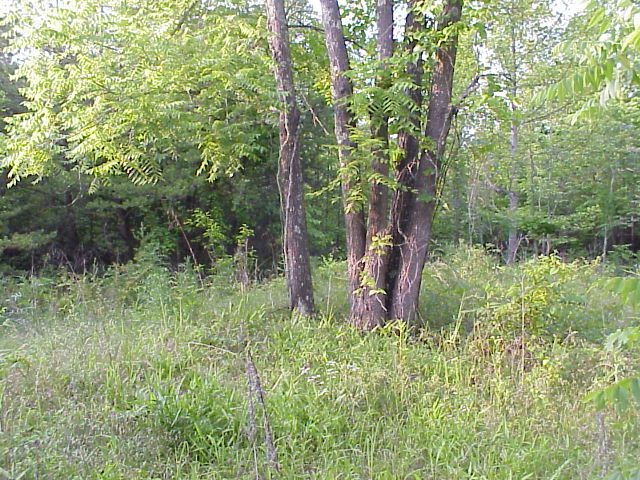 This clearing less than 300 ft. from the confluence.