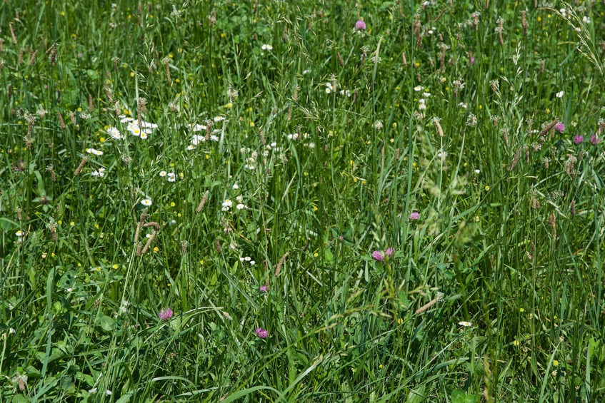 The confluence point lies in a fallow farm field, filled with clover and daisies