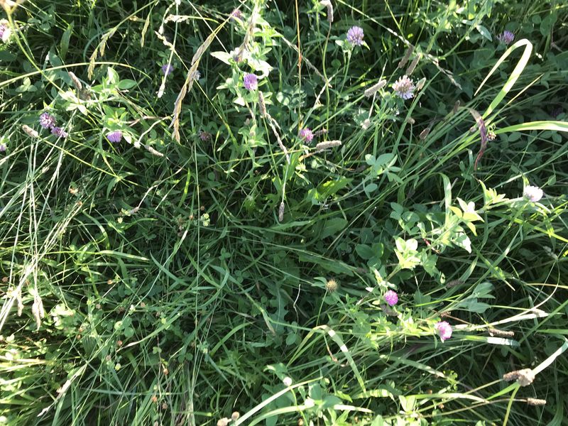 Ground cover at the confluence point. 