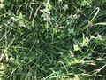 #4: Ground cover at the confluence point. 