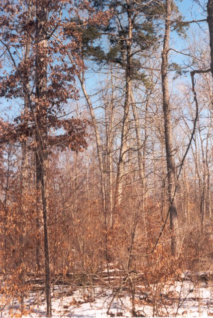 Looking north from the confluence