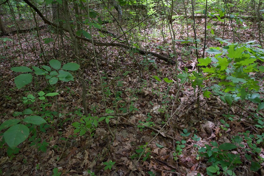 The confluence point lies in a boring patch of forest, about 0.3 miles from the nearest road