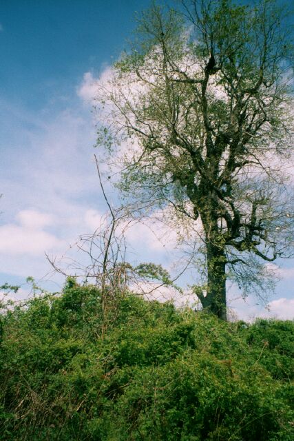 View North, uphill.