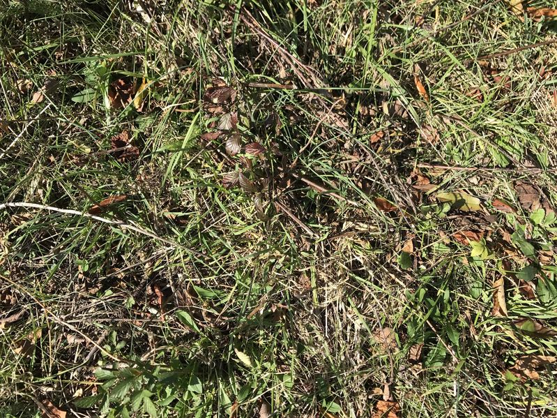 Ground cover at the confluence point of 38 North 84 West.