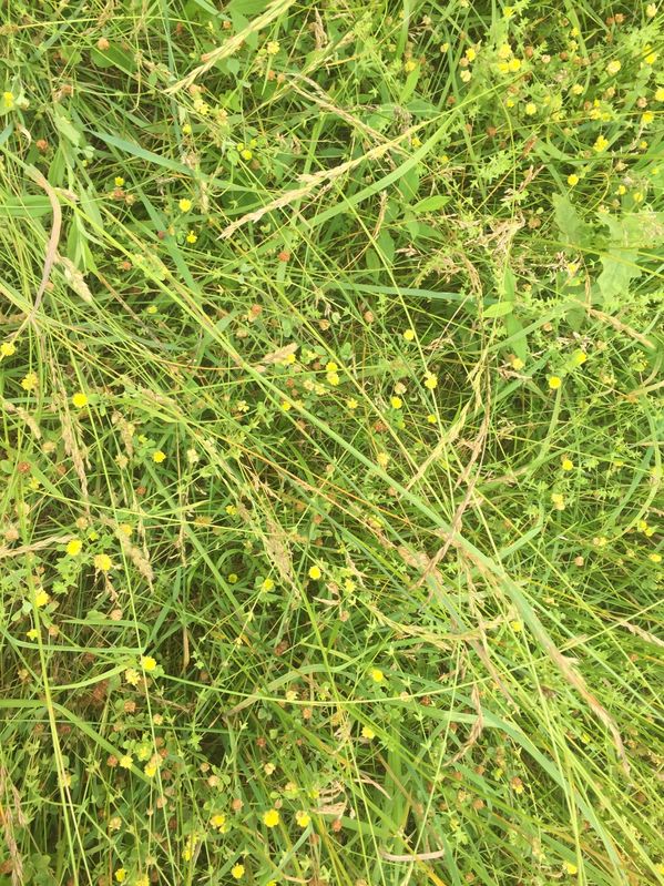 Ground cover at the confluence point. 