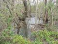 #8: Mississippi Delta swamp and vegetative cover.