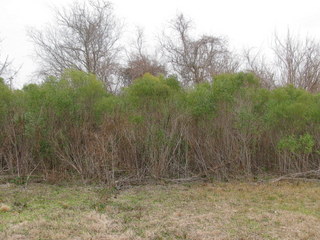 #1: Looking North from the confluence