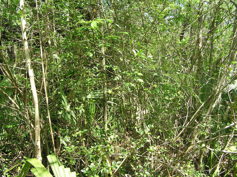 View from the confluence to the east.