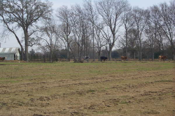 Bull and cows wishing we would leave.