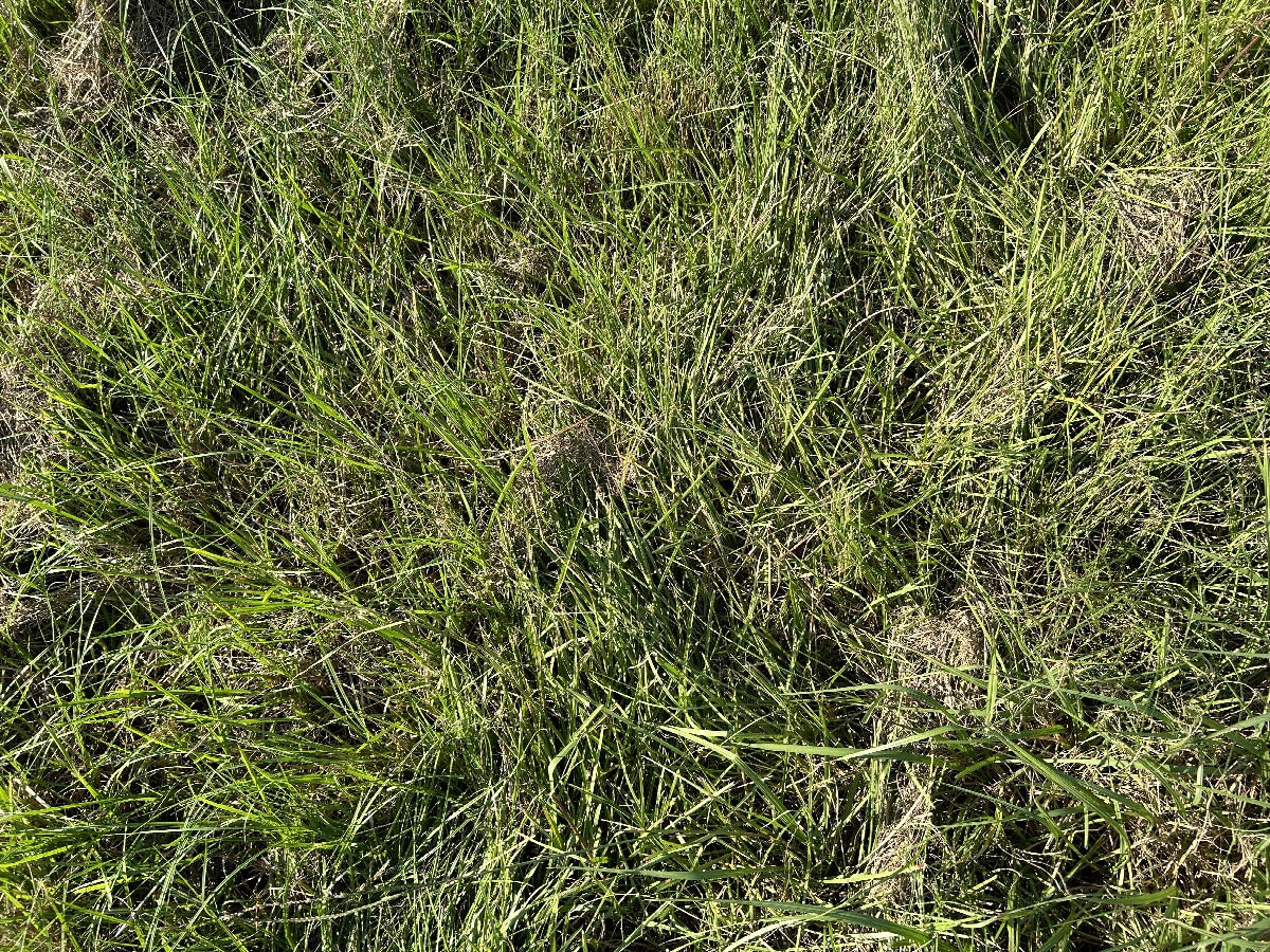 Ground cover at the confluence point. 