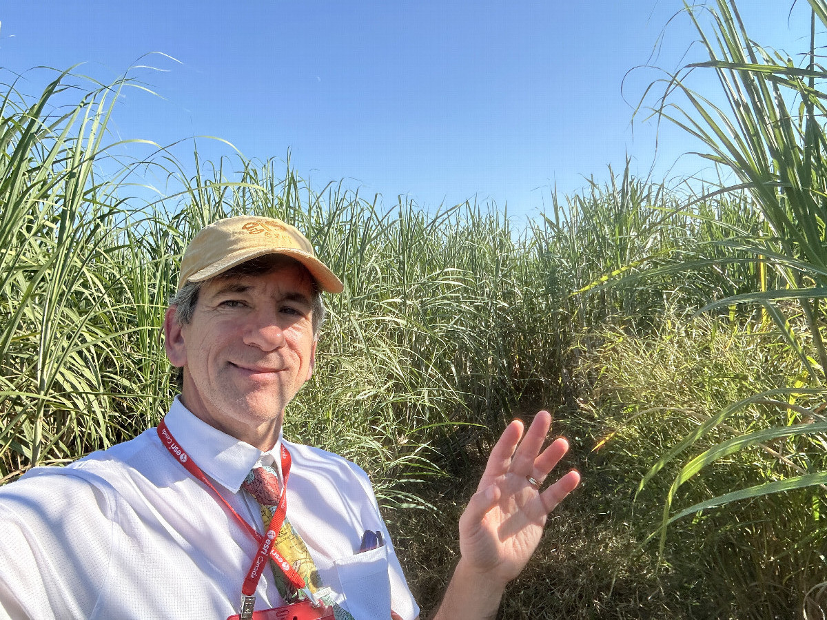 Surrounding fields of sugar cane. 