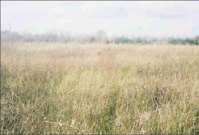 Looking West from the confluence