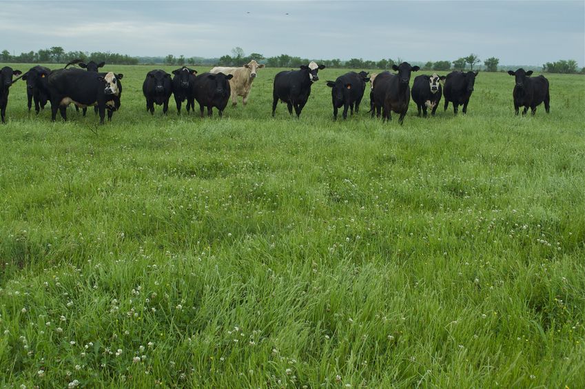 The confluence point lies in this grassy pasture, with a herd of cows nearby