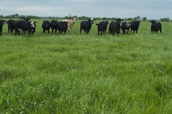 #1: The confluence point lies in this grassy pasture, with a herd of cows nearby