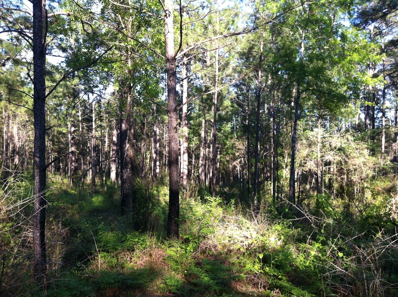 Overview and East view from 10 m