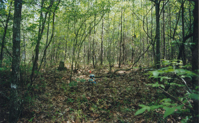 T. McGee Bear seated at the point facing northwest.