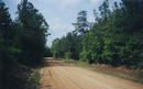 #4: Looking north up Wyant Rd. from 100 yards west of the point.