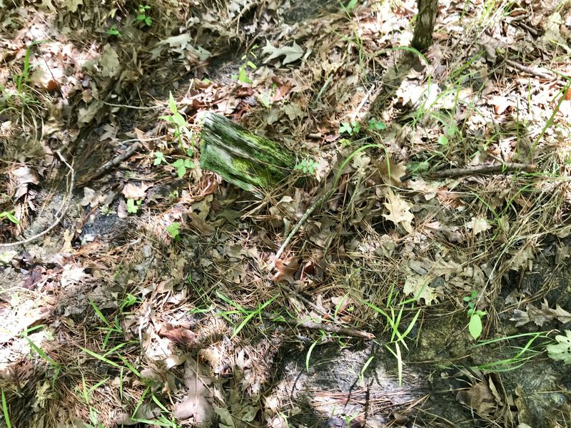 Ground cover at the confluence point. 