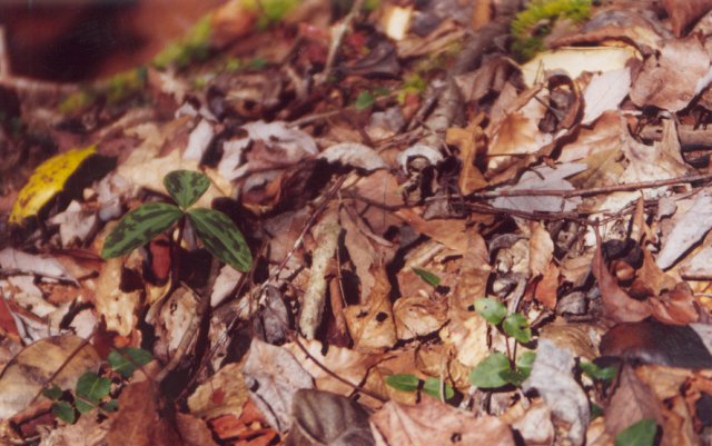 Trout lilly on middle-left, ground cherry in foreground.