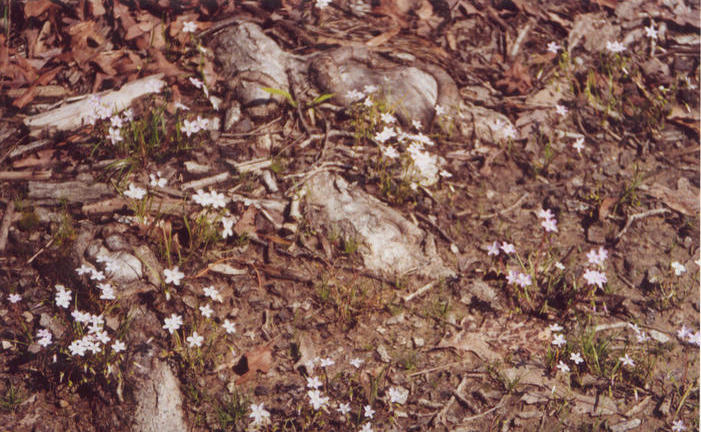 Spring beauties blooming at the abandoned home place.