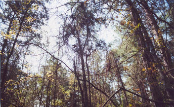 #1: Looking southwest from the point into the crowns of mixed hardwood and pine trees.