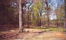 #2: Looking west from White Arkansas Rd.  Point is 100 yards ahead behind mound on left.