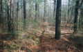 #5: Log-skid tracks, orange flagging is at far left thirty feet away.