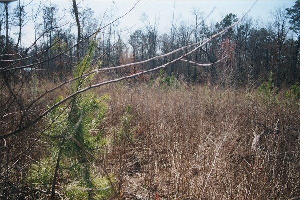 Looking west, the blue spot in trees to the left is the east fork of State Line Creek out of banks.