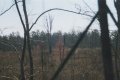 #3: Looking south across clear-cut from a deer stand.  Point is over ridge line behind double tree in left center.