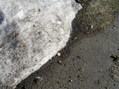 #4: Ground cover at the confluence site at the base of the driveway.