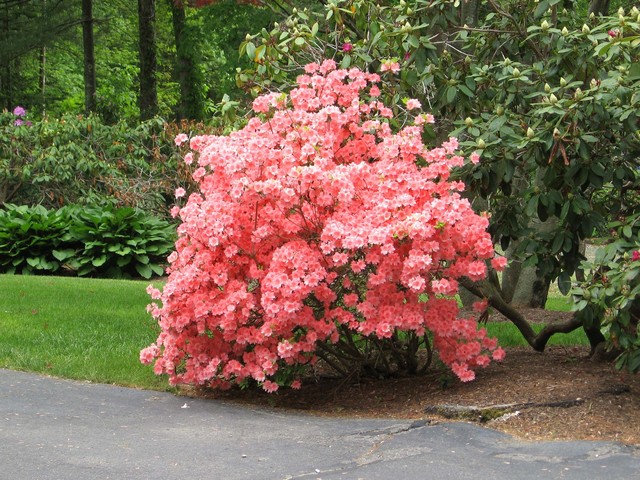 Azaleas by the driveway.