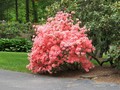 #6: Azaleas by the driveway.