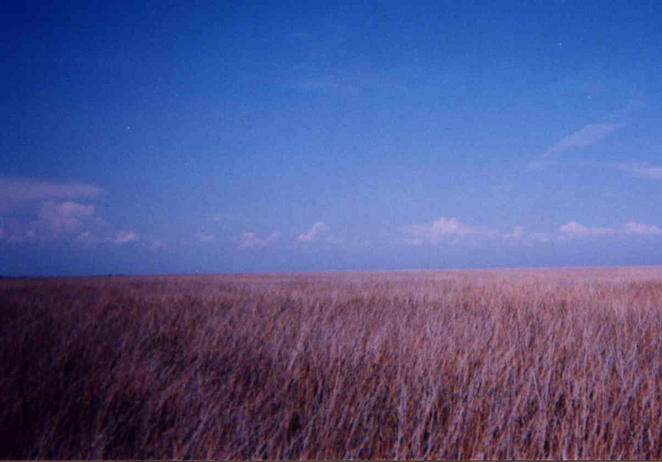 View to North - I am standing in 1/2 inch of water and 3 foot high grass.