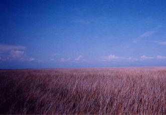 #1: View to North - I am standing in 1/2 inch of water and 3 foot high grass.