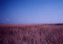 #2: View to East - There is swallow pond about 25 meters away.