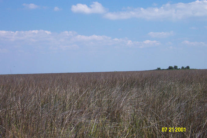 Osprey Nest # 50