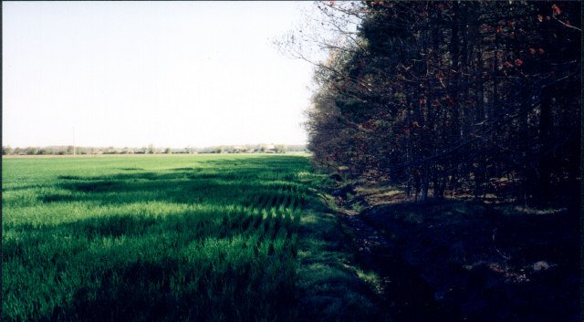 View from ground zero looking back toward the road (1999)