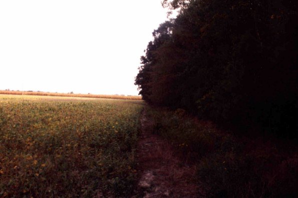 At confluence looking back toward road (1998, compare to #1)