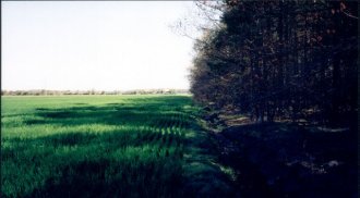 #1: View from ground zero looking back toward the road (1999)