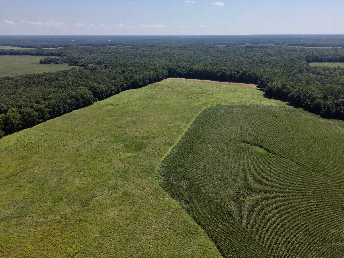 View South, from 120m above the point