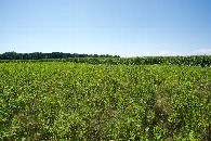 #4: View West (towards a neighboring corn field)